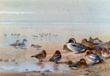 Pintail Teal und Wigeon auf der Küste Archibald Thorburn Vögel Ölgemälde